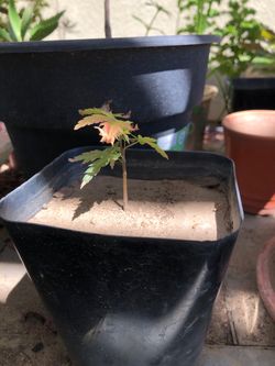 Japanese Maple Tree