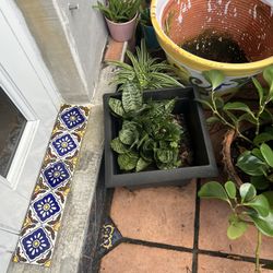 Plants With A Small Pots 