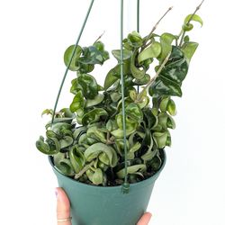 Hoya Compacta Hindu Rope Plant 6" Pot - Indoor House Plants