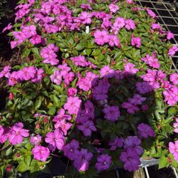 sunpatiens