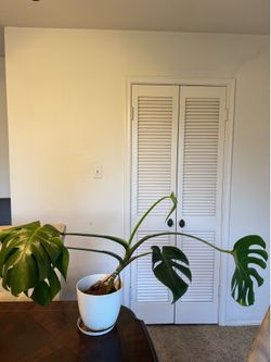 Established Monstera Deliciosa with Active New Growth