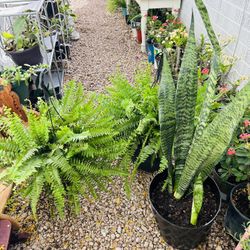 Large Fern Foliage Houseplants Indoor Home Decor Live Plants - 20 each 