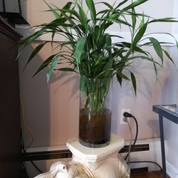 Very Large Lucky Bamboo Plants $2 Each Or $20 For All