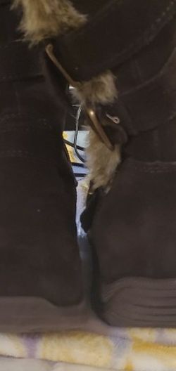 Brand New Brown Boots