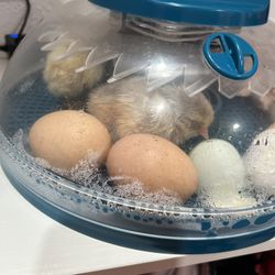 Fertilized Chicken Eggs
