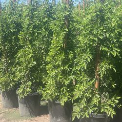 Nitida Ficus   Tree. 🌲 