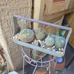 Cactus Planter