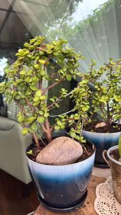 crassula plant 30”30”