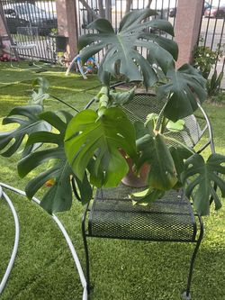 Monstera