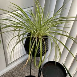 Spider plant