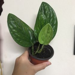 Beautiful Monstera Peru Plant