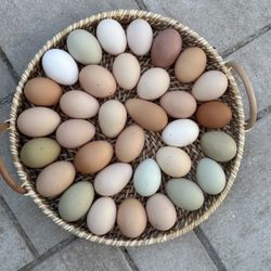 Pasture Raised Organic Eggs ($8 Dozen)
