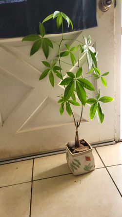 Guiana Chestnut
Plant