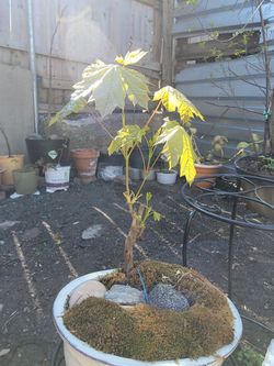 Bonsai maple trees z⁵