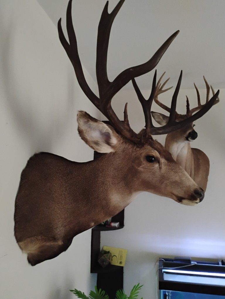 Mule Taxidermy