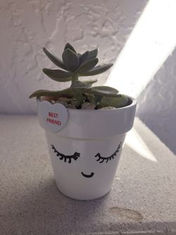 Succulents for Valentines