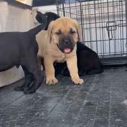 XL Cage For Cane Corso