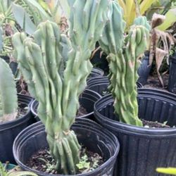Large 3' Cactus 3 Gallon Pots Houseplant Landscape Plant