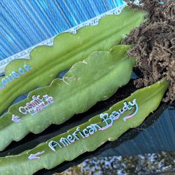 Dragon Fruit Exotic Varieties Rooted Starter plants Sale 