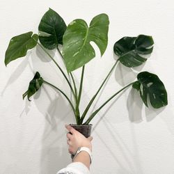 Monstera Thai Constellation 