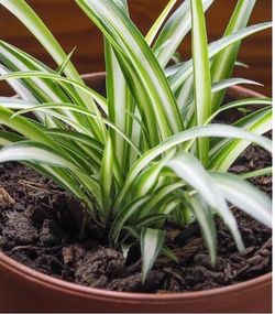🪴🌤️ Spider Plants Potted