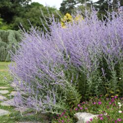 Russian Sage Perennial Plants —