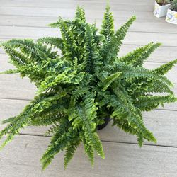 Fluffy Ruffle Fern Comes in a 6” Nursery Pot Check Profile for More Plants