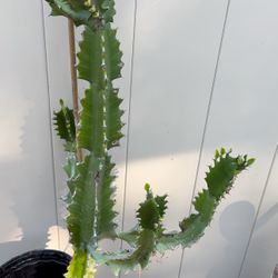 EUPHORBIA ERITREA/ CATHEDRAL CACTUS 🌵 