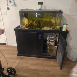 40 Gal Tank With Fish Pick Up Now 