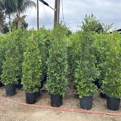 Indian Laurel Ficus 