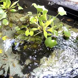 Water Plants For Guppies