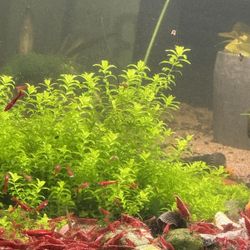 NEOCARIDINA