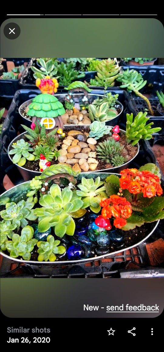 BIG PLANT SALE ON SATURDAY FROM 1PM TO 5PM IN SAN LORENZO