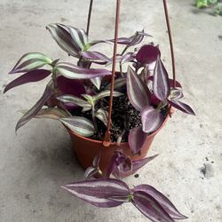 HERMOSAS PLANTAS NATURALES “TRADESCANTIA ZABRINA PLANT 