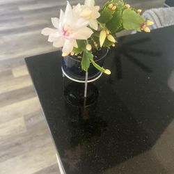 Houseplant Thanksgiving Cactus
