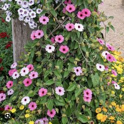 Pink Flower Vine 