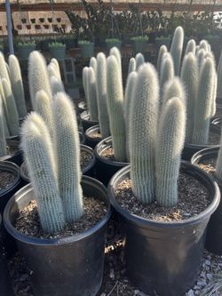 Cactus Varieties