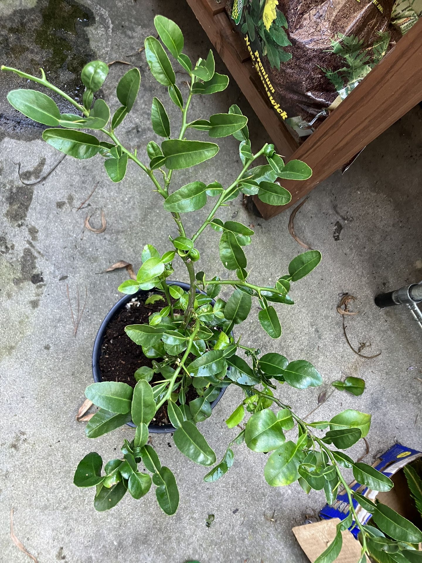 Kaffir lime Tree