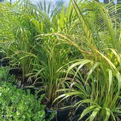 Areca Palms Huge Sale Now $16