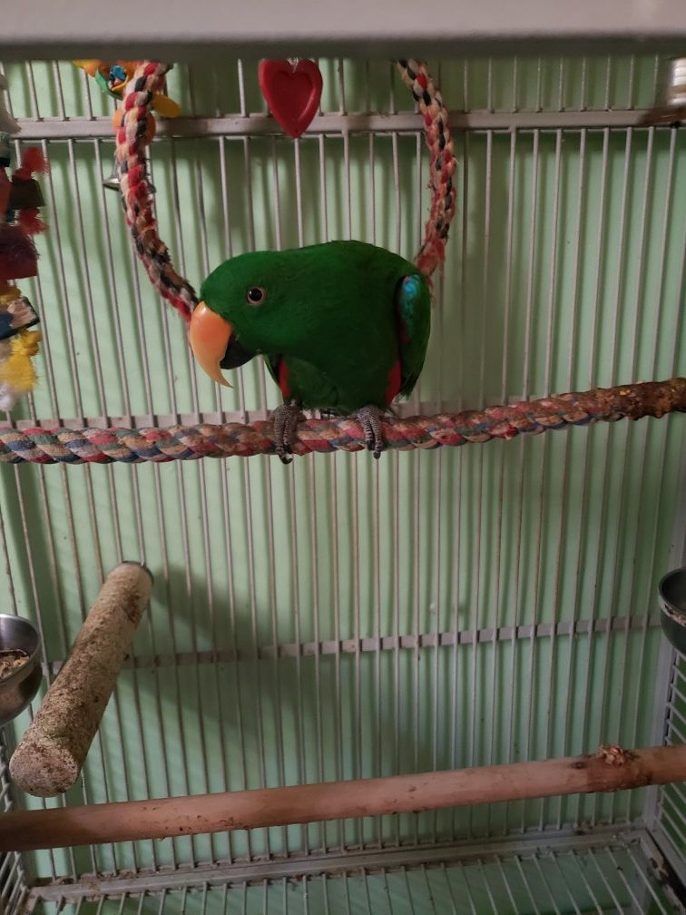 Eclectus parrots