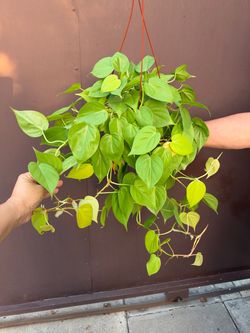 6” neon philodendron