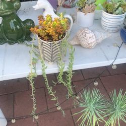 Senecio radicans | String of Bananas Succulent In White Black Pot With 4 Stumps 