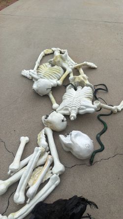 Halloween skeleton bones