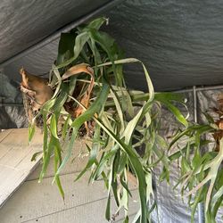 Hanging Staghorn Fern