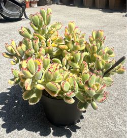 Variegated cotyledon tomentosa (bear paw) in 6” pot