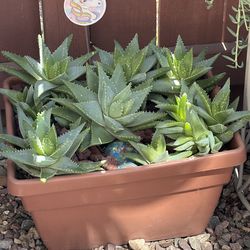 A big pot of succulents