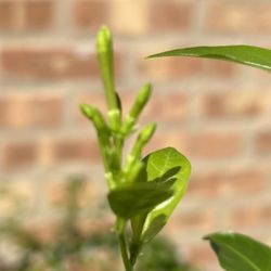 Night Blooming Jasmine. 4 Plants In The Pot