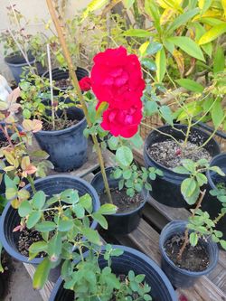 Red Rose/Rosal Rojo