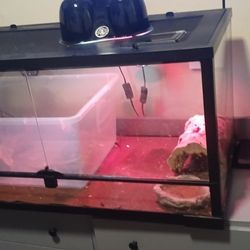 Everything In Pictures Included Not The Lizards?