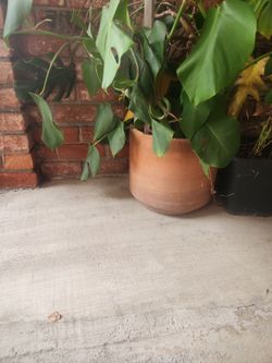 Monstera 25 gallon pot